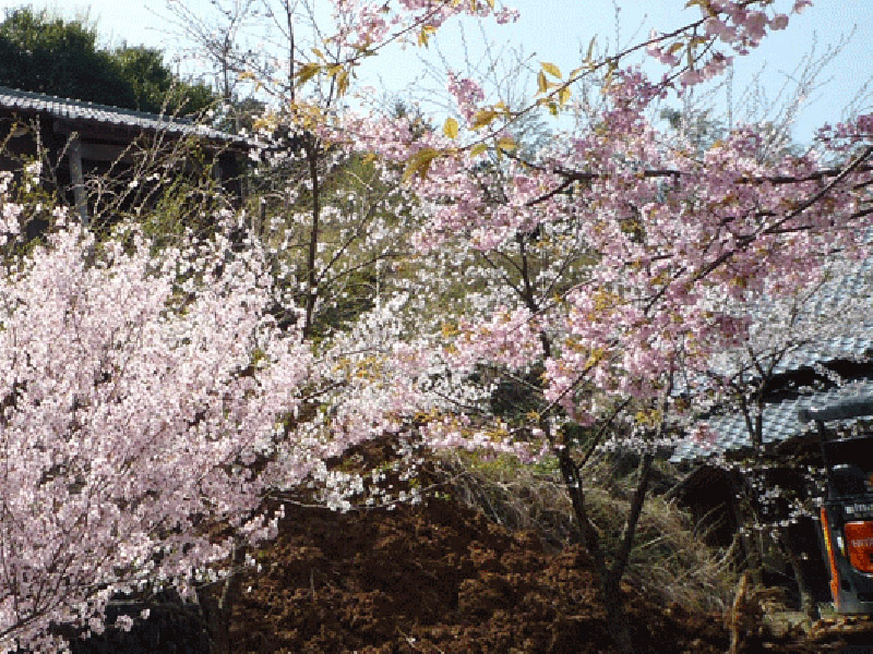 桜とお寺