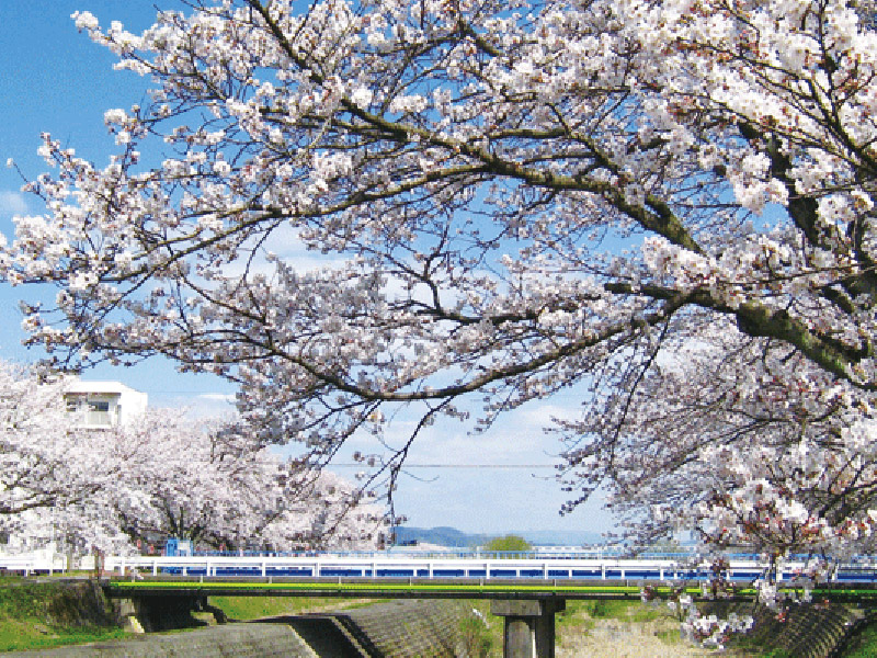 富士見ケ丘の桜