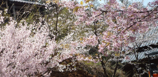 桜とお寺