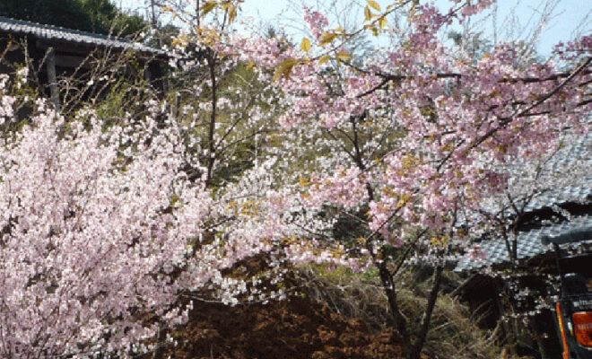 桜とお寺