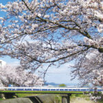 富士見ケ丘の桜