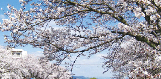 富士見ケ丘の桜