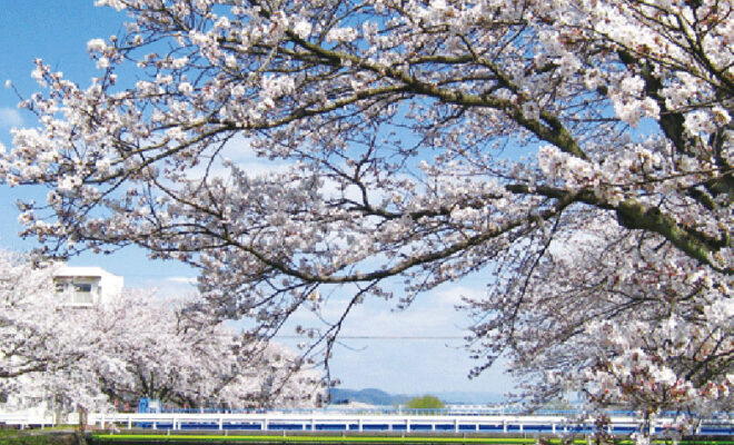 富士見ケ丘の桜